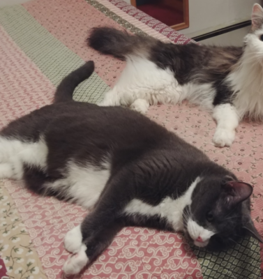 Dental Disease and Its Hidden Impact on Senior Cat Health