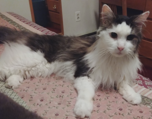 BellenPaws.com - Rascal Waiting