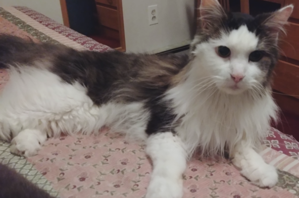 Hyperthyroidism vs Hypothyroidism: Why the Symptoms Overlap