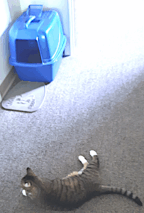 BellenPaws.com - Seamus and his Box