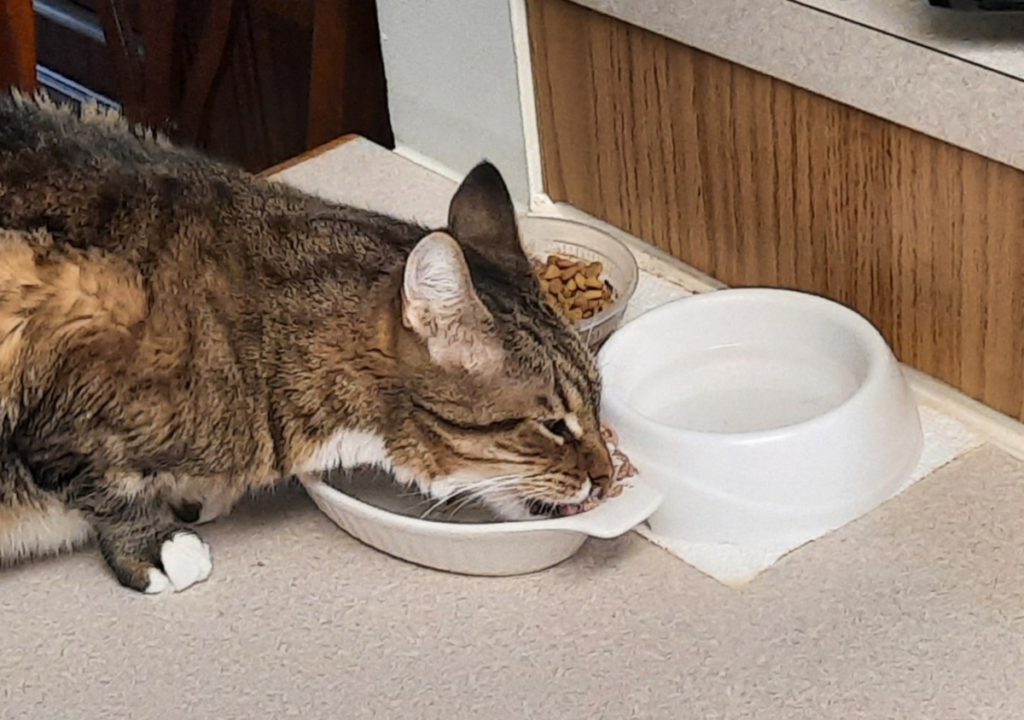 Seamus Eating Watered Down Food