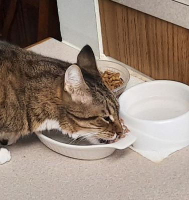 The Role of Hydration in Joint Fluid Health for Senior Pets