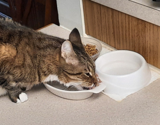 Seamus Eating Watered Down Food
