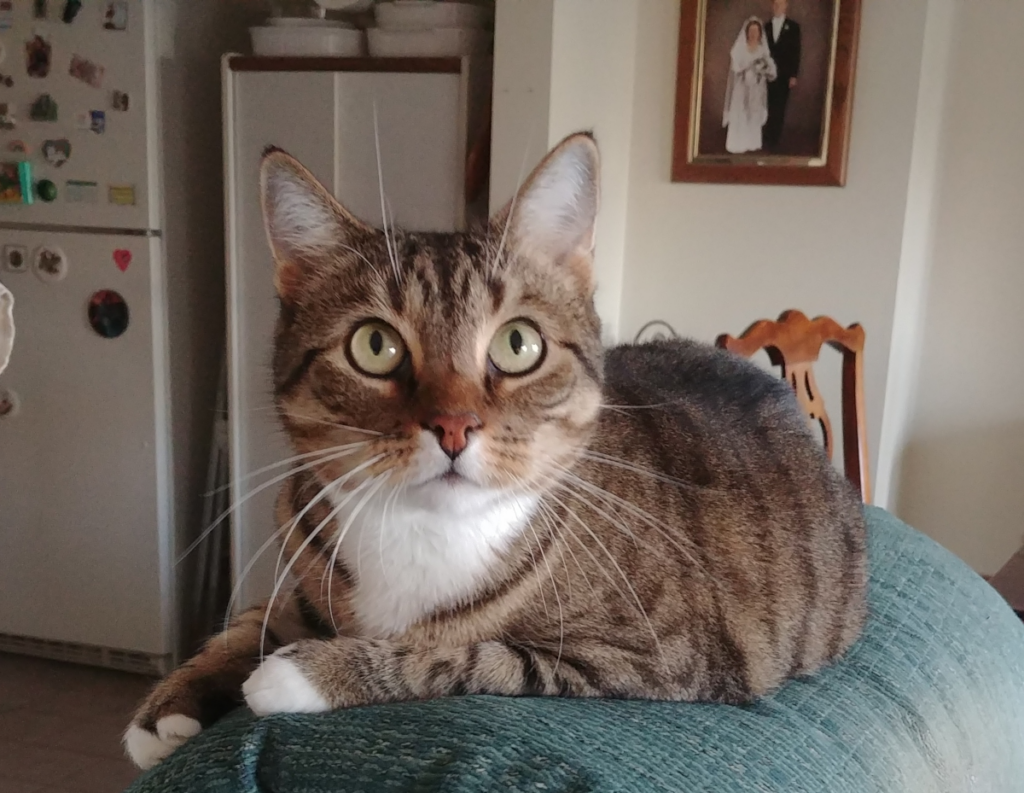 Seamus Sitting on Furniture