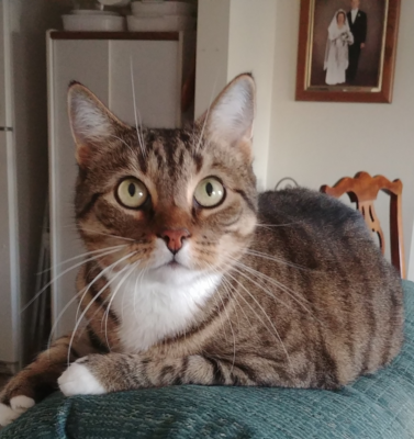 Why Moving Furniture Can Deeply Unsettle a Senior Cat or Dog