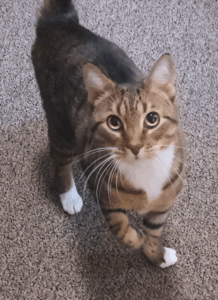 BellenPaws.com - Seamus Waiting