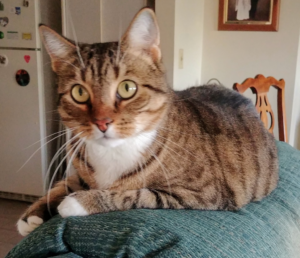 BellenPaws.com - Seamus on the chair