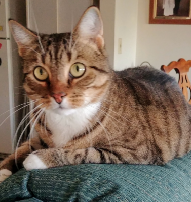 Why Some Cats Never Become Lap Cats and Why That’s Okay