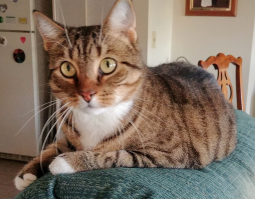 BellenPaws.com - Seamus on the chair