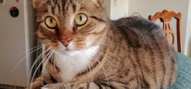 Why Some Cats Never Become Lap Cats and Why That’s Okay