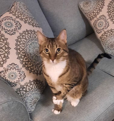 When the Purr Isn’t Just Happiness: Understanding What Your Senior Cat May Be Telling You