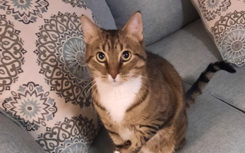 When the Purr Isn’t Just Happiness: Understanding What Your Senior Cat May Be Telling You