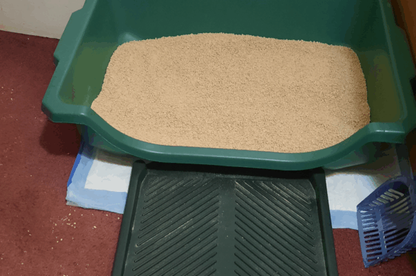 The Complete Guide to Litter Box Maintenance for Senior Cats