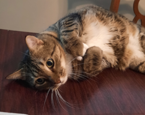 BellenPaws.com - Seamus Belly