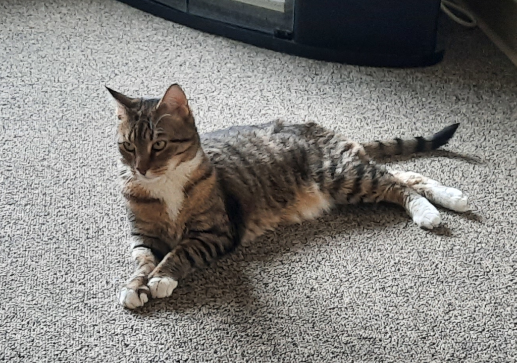 Sheamus Hanging Out in the Living Room