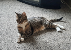 Sheamus Hanging Out in the Living Room