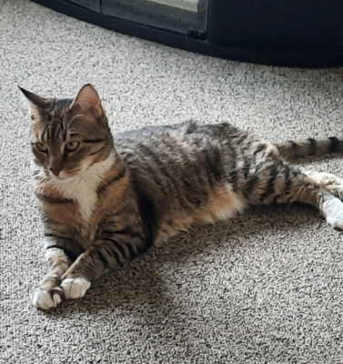 How to Explain the Realities of Declawing to a Well-Meaning Friend