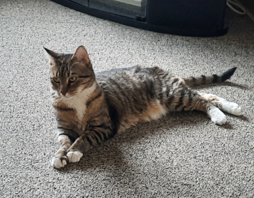 Sheamus Hanging Out in the Living Room