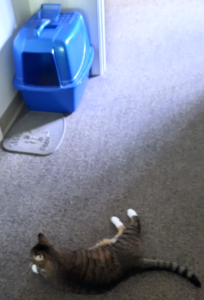 Sheamus and his Litter Box