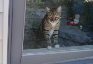 Sheamus in Window