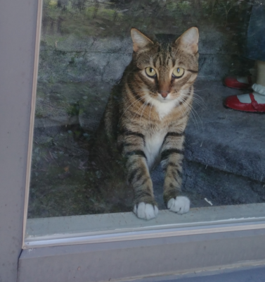 Pet Sitting for a Friend When You Cannot Be There 24/7