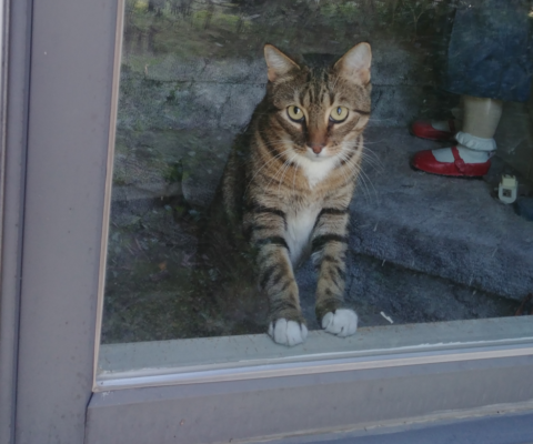 Pet Sitting for a Friend When You Cannot Be There 24/7