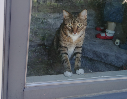 Sheamus in Window
