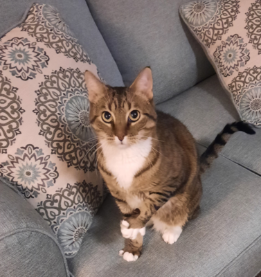 Patience as the Most Important Tool in Working with Senior Pets