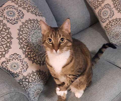 Patience as the Most Important Tool in Working with Senior Pets