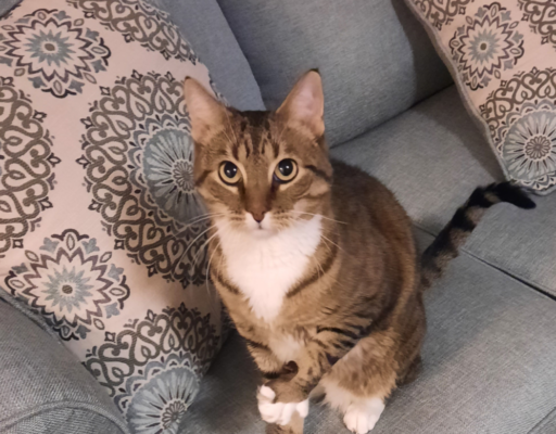 BellenPaws.com - Sheamus On Loveseat