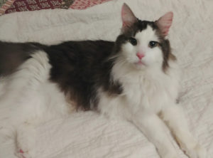 BellenPaws.com - Skittles Watching me