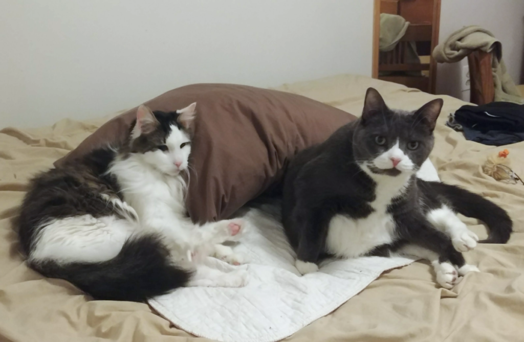 Skittles and Belle Cuddles