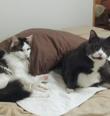 Feline Kidney Disease: Is It Inevitable, and What Can Pet Parents Do?