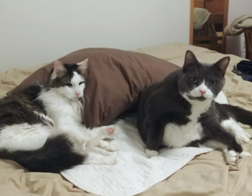 Skittles and Belle Cuddles