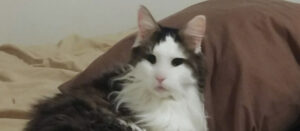 BellenPaws.com - Skittles Featured Image