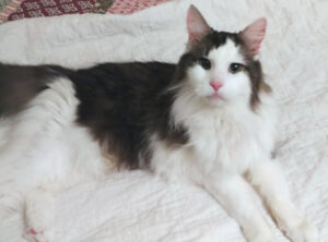 BellenPaws.com - Skittles Lounging