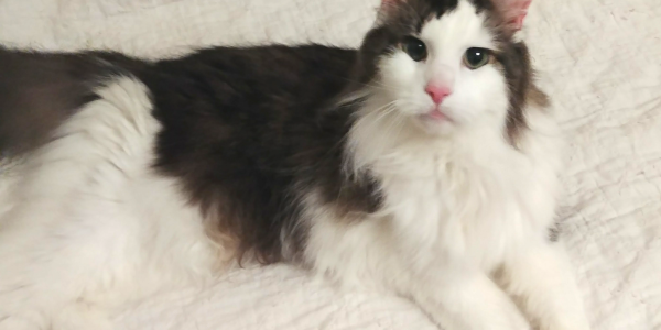 Understanding and Preventing Cat Spraying