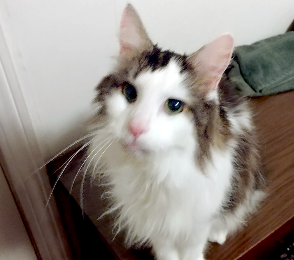 Skittles Being Curious