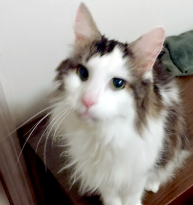 When Something Feels “Off”: Recognizing the Early Signs of Hyperthyroidism