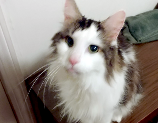 Skittles Being Curious