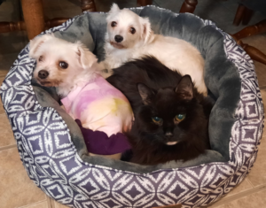 BellenPaws.com - Sophie, Bella, and Blackie