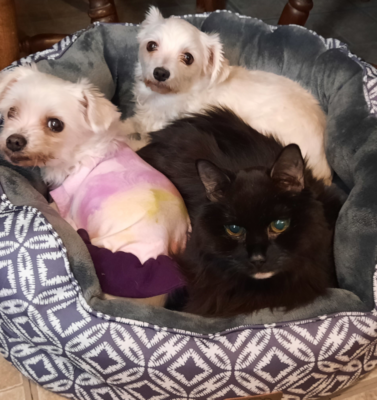 Harmony in a Full House: Managing Multiple Senior Cats and Dogs with Compassion and Structure
