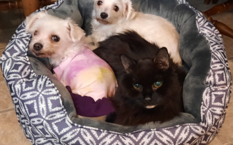 Harmony in a Full House: Managing Multiple Senior Cats and Dogs with Compassion and Structure
