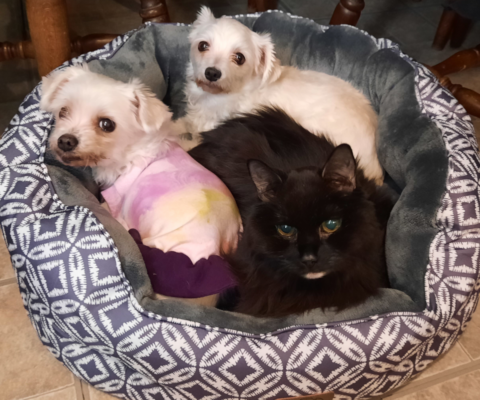 Harmony in a Full House: Managing Multiple Senior Cats and Dogs with Compassion and Structure