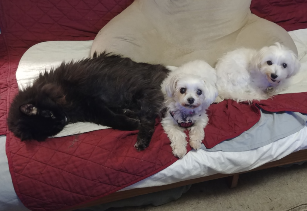 Sophie, Bella, Blackie on Futon
