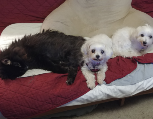 Sophie, Bella, Blackie on Futon