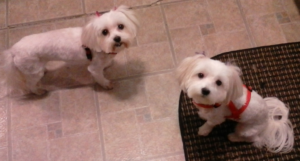 BellenPaws.com - Sophie and Bella Curious