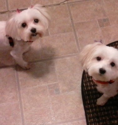 Heart Conditions in Senior Dogs: Early Signs Owners Miss