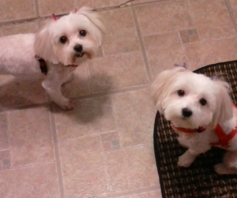 Heart Conditions in Senior Dogs: Early Signs Owners Miss