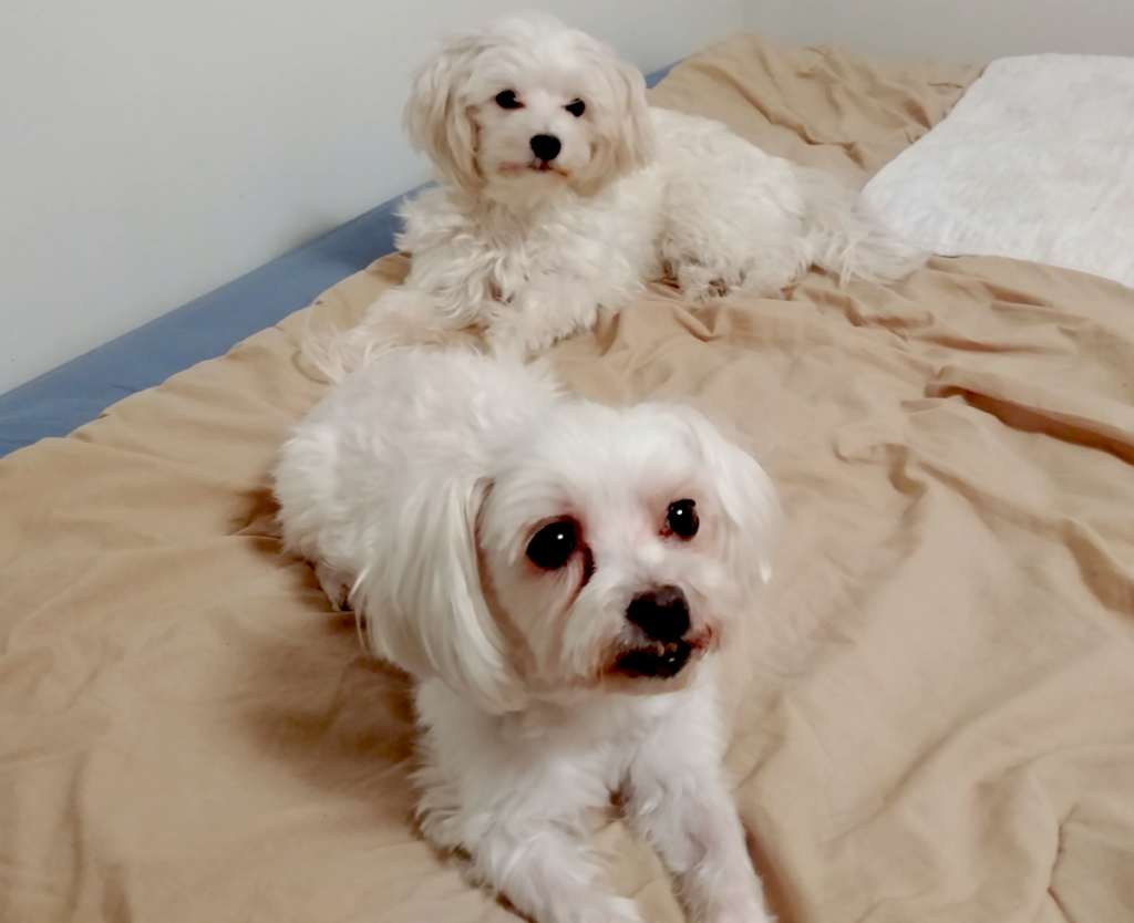 Sophie and Bella on the Bed